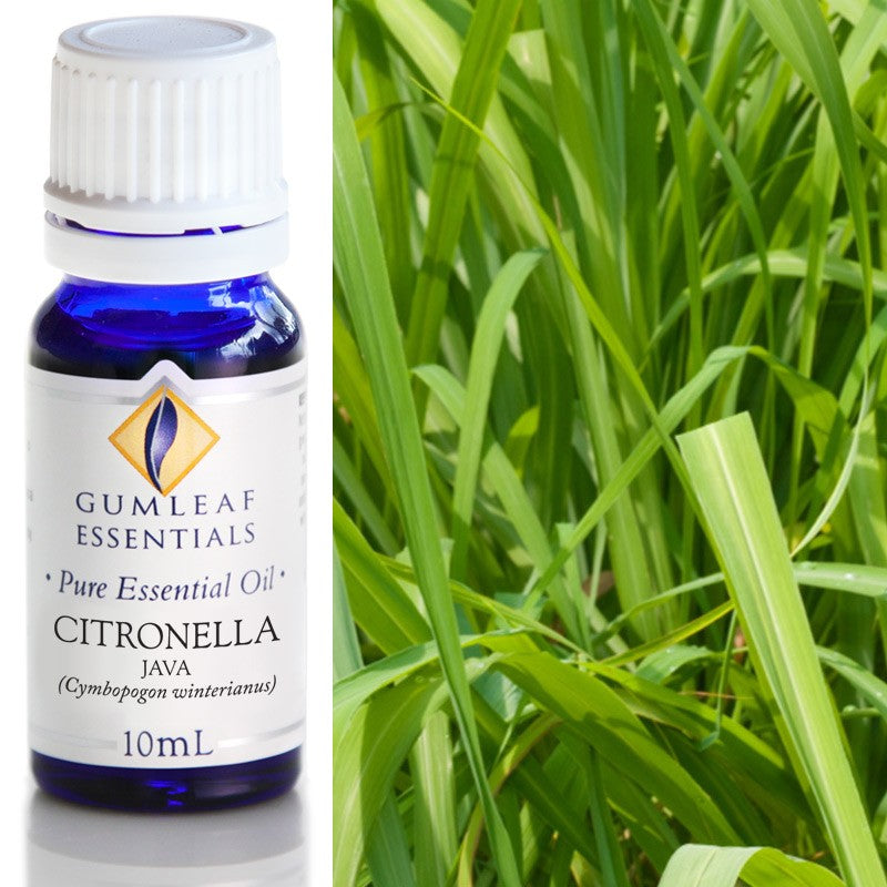 Australian Made Citronella Java Essential Oil – Buckley & Phillips