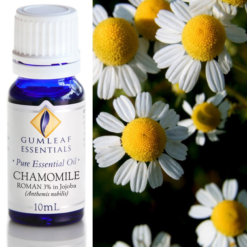 Australian Made Chamomile Roman (3% in Jojoba) Essential Oil – Buckley & Phillips