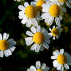 Australian Made Chamomile Roman (3% in Jojoba) Essential Oil – Buckley & Phillips