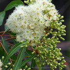 Australian Made Eucalyptus Peppermint Gum Essential Oil – Buckley & Phillips