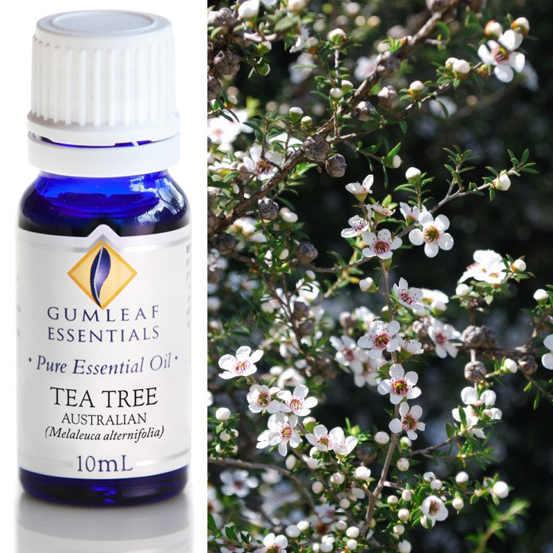 Australian Made Tea Tree Essential Oil – Buckley & Phillips