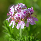 Australian Made Geranium Egyptian Essential Oil – Buckley & Phillips