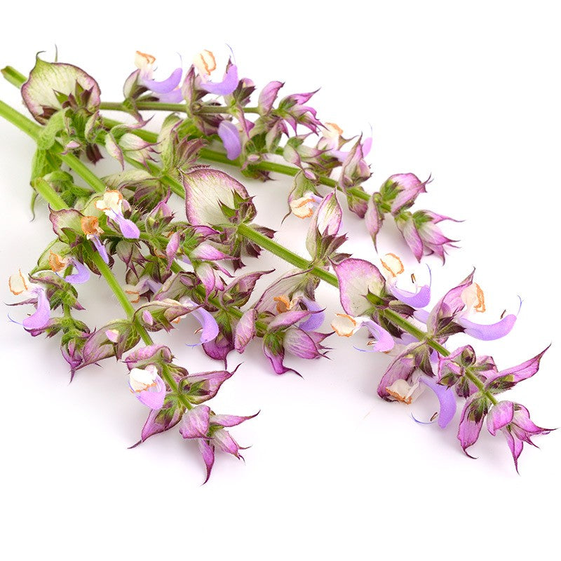 Australian Made Clary Sage Essential Oil – Buckley & Phillips