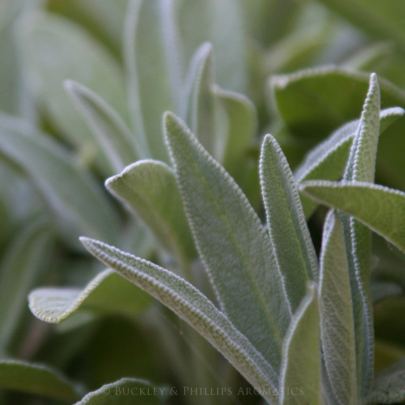 Australian Made Sage Spanish Essential Oil – Buckley & Phillips