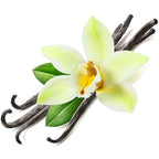 Vanilla (3% in Jojoba) Essential Oil – Buckley & Phillips
