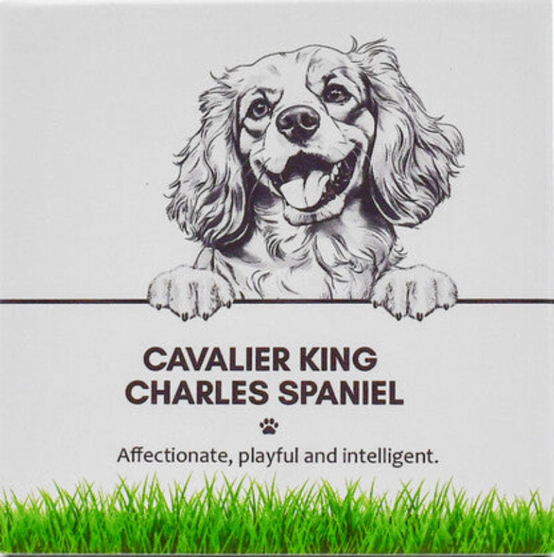 Cavalier King Charles Spaniel Pet Coaster