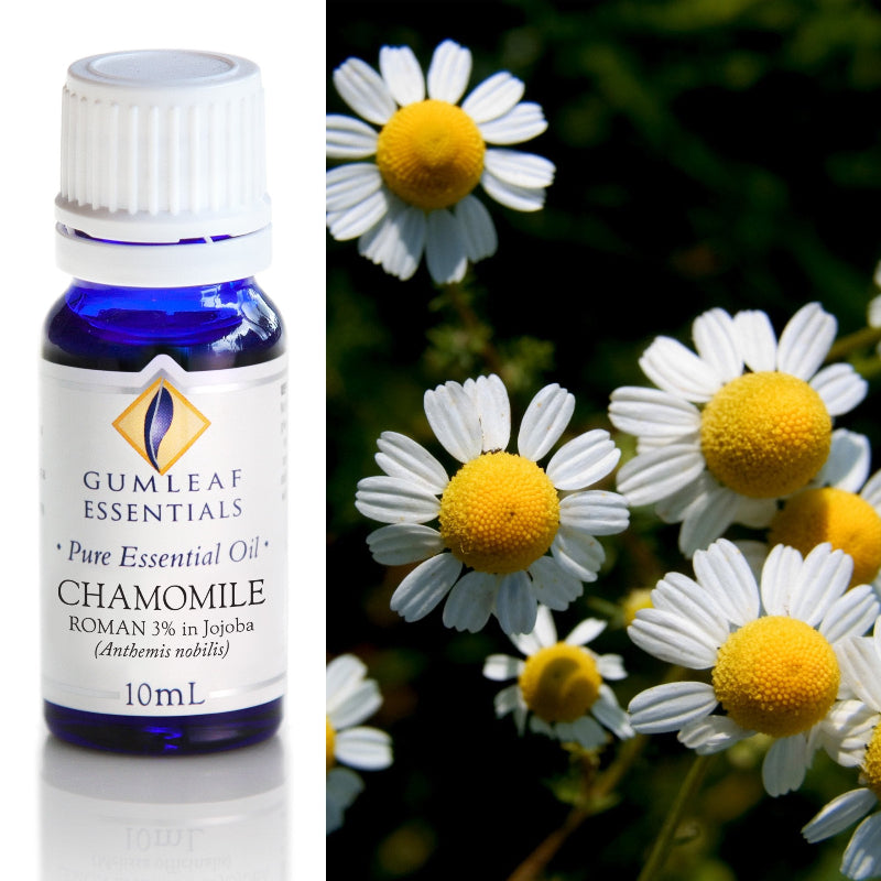 Premium Chamomile Roman (3% in Jojoba) Essential Oil – 10 ml