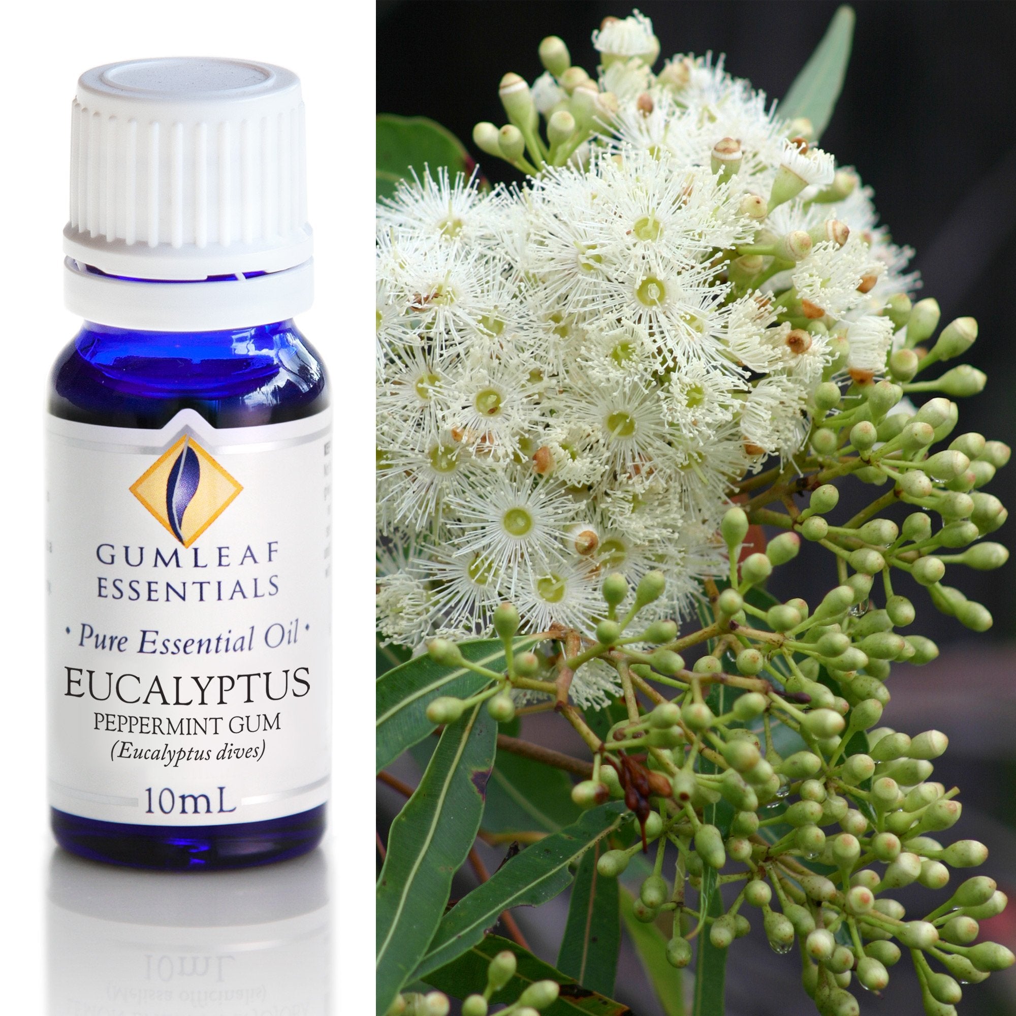 Premium Eucalyptus Peppermint Gum– Gumleaf Essentials 10 ml