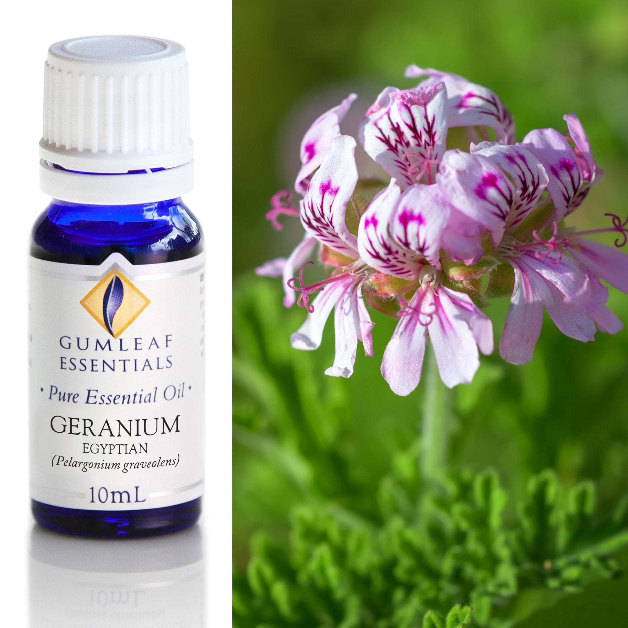 Premium Geranium (Egyptian) Essential Oil – Gumleaf Essentials 10 ml