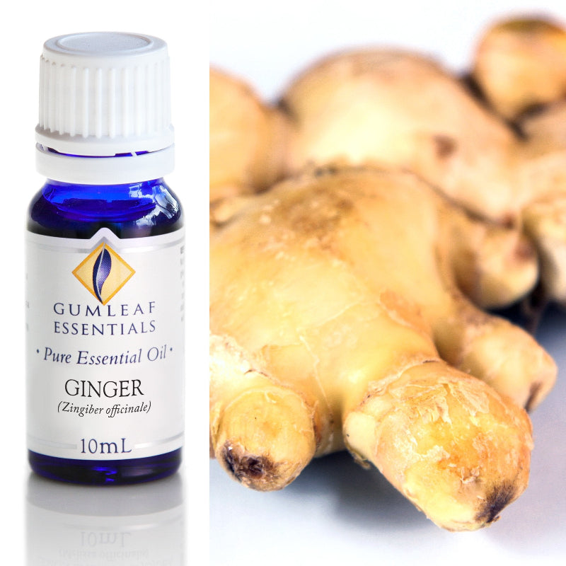 Premium Ginger Essential Oil – Gumleaf Essentials (10 ml)