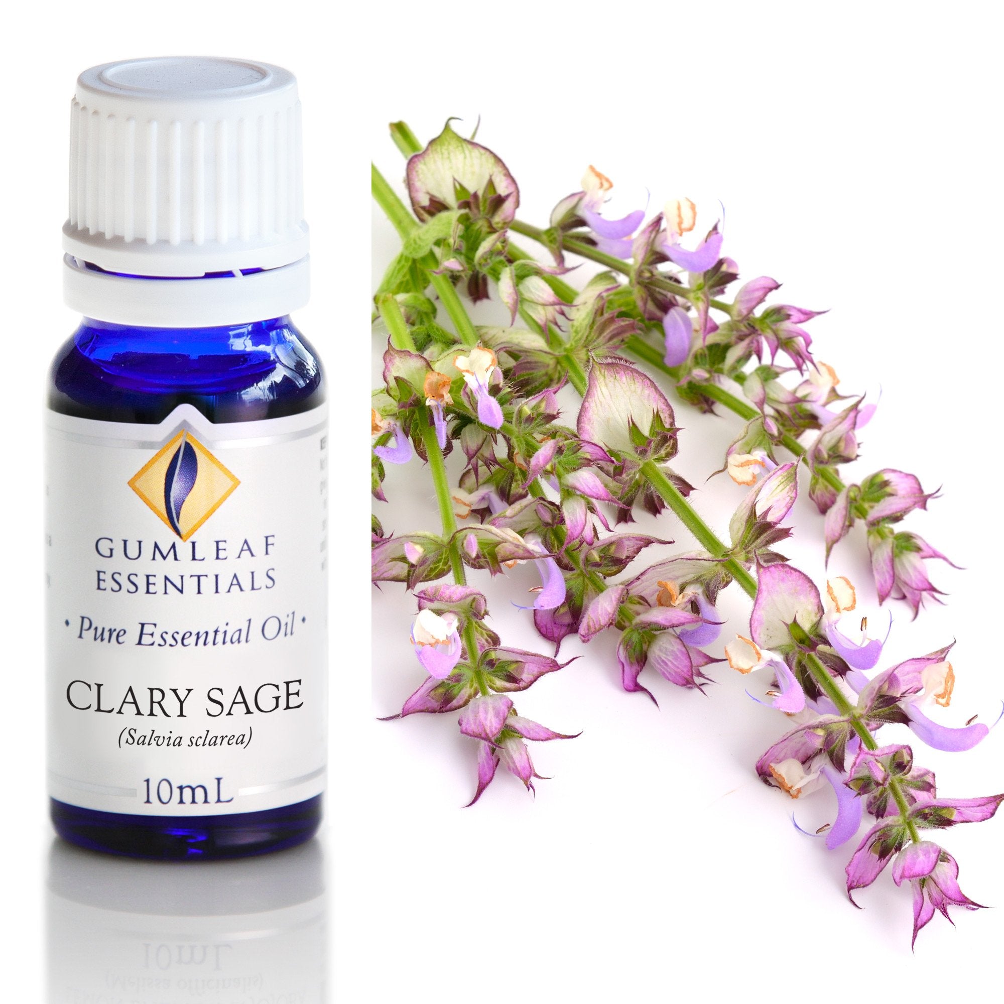 Premium Clary Sage Essential Oil – Gumleaf Essentials 10 ml