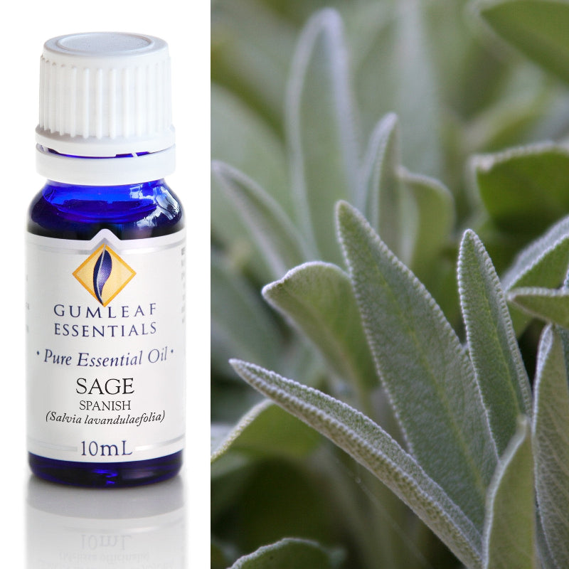 Premium Sage Spanish Essential Oil – Gumleaf Essentials (10 ml)