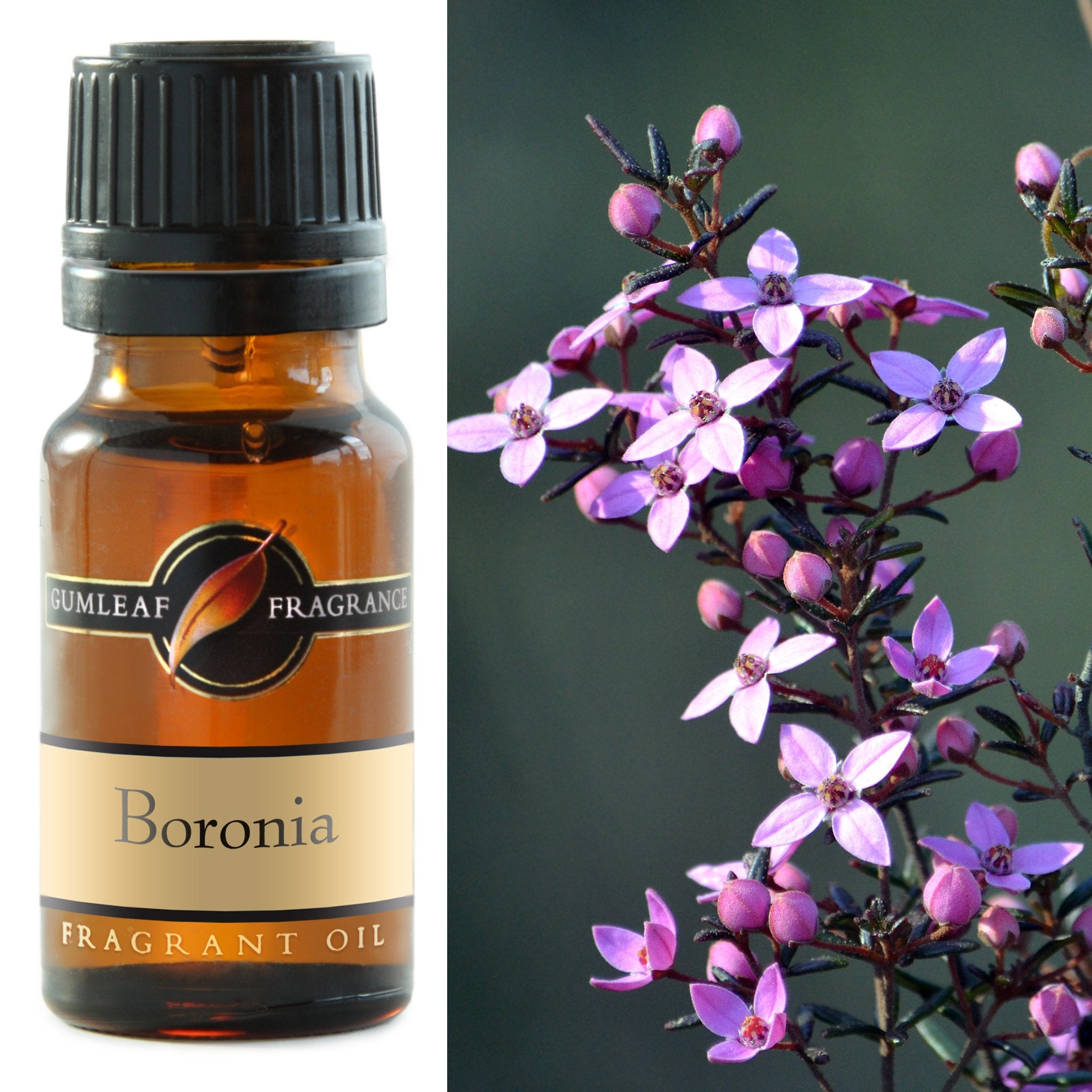 Premium Boronia Fragrance Oil – Gumleaf (10 ml