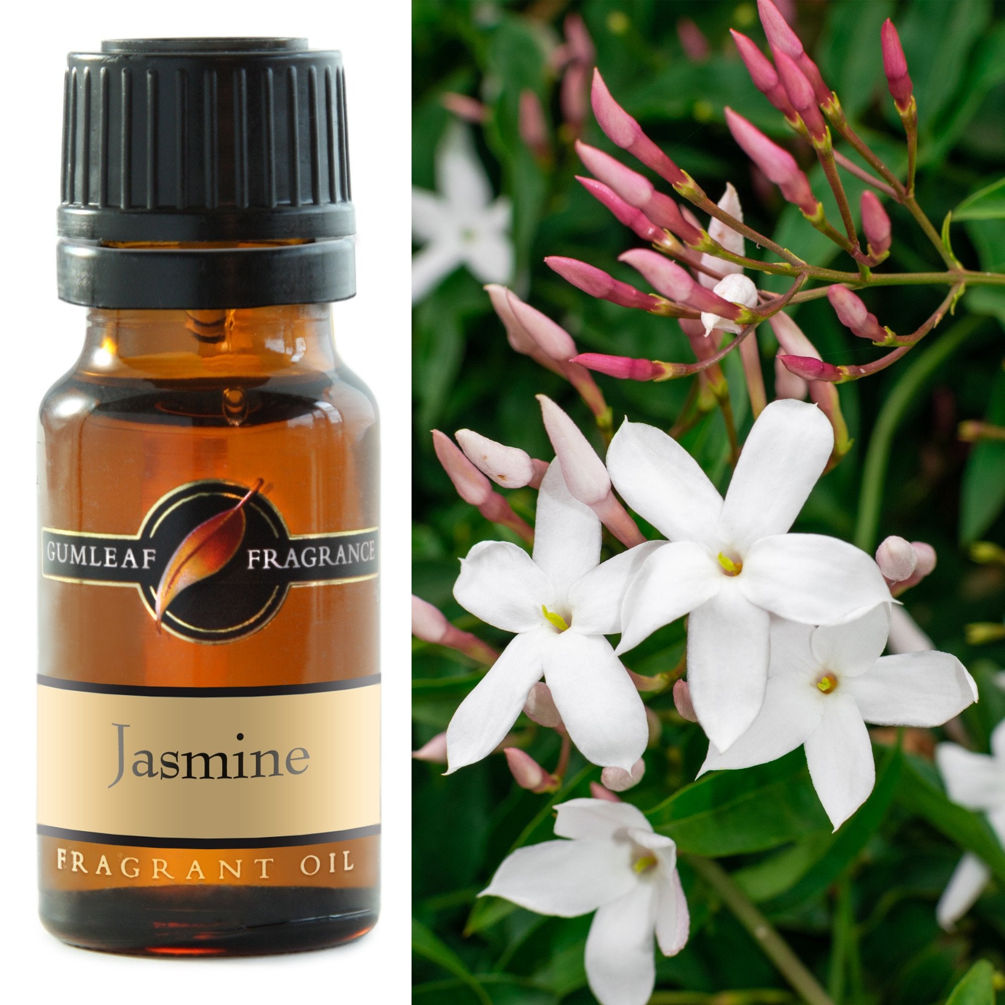 Premium Jasmine Fragrance Oil – Gumleaf 10 ml