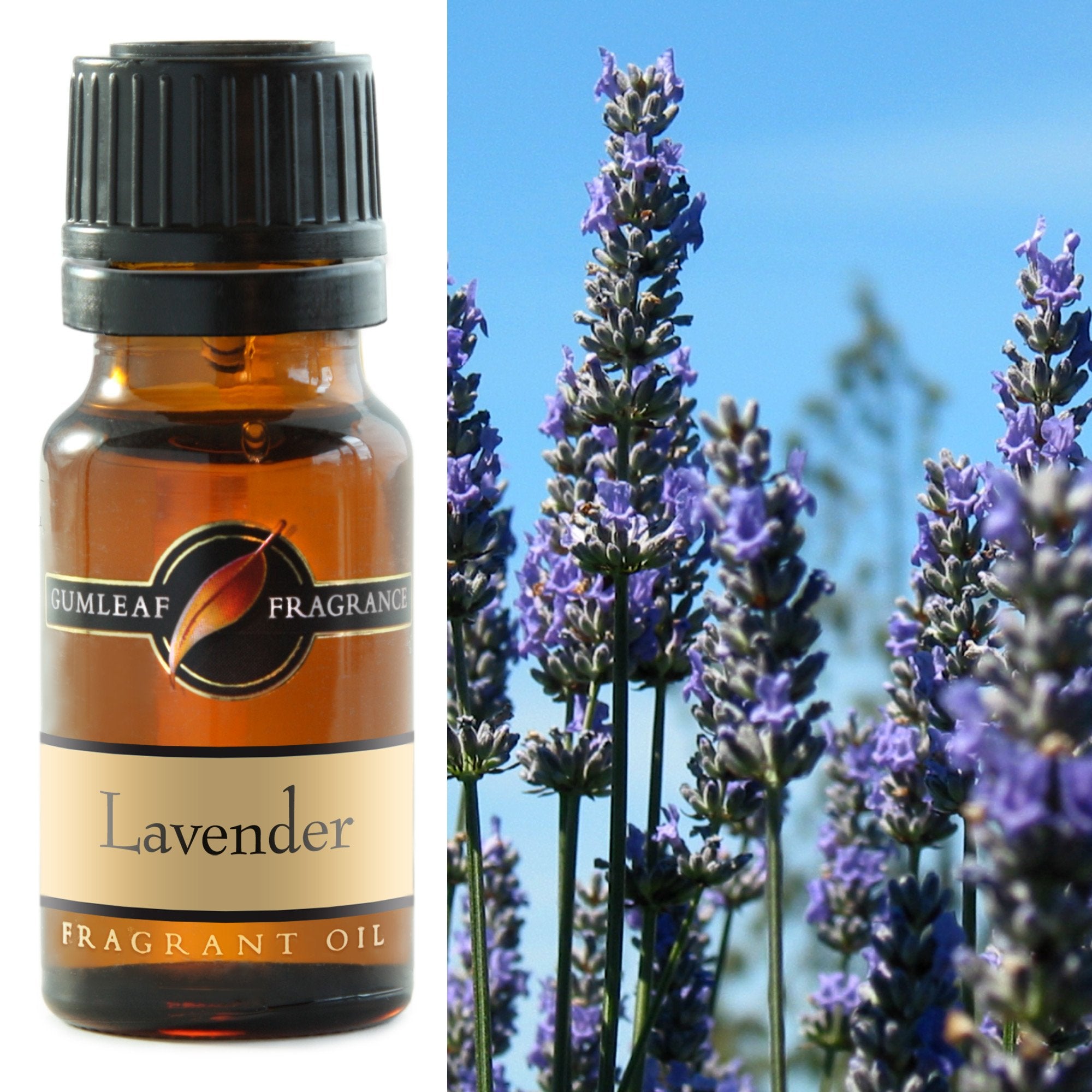 Premium Lavender Fragrance Oil – Gumleaf 10 ml
