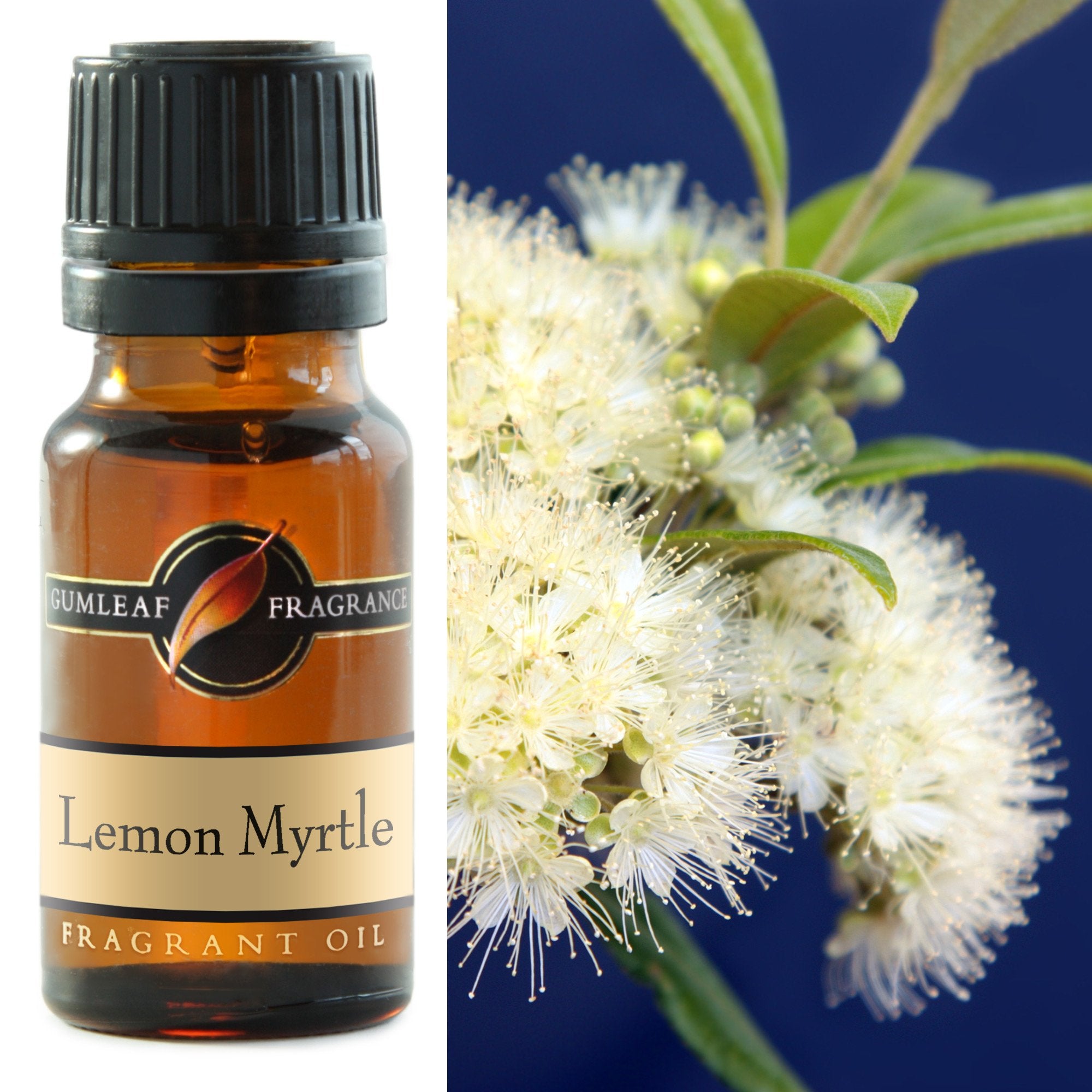 Premium Lemon Myrtle Fragrance Oil – Gumleaf 10 ml