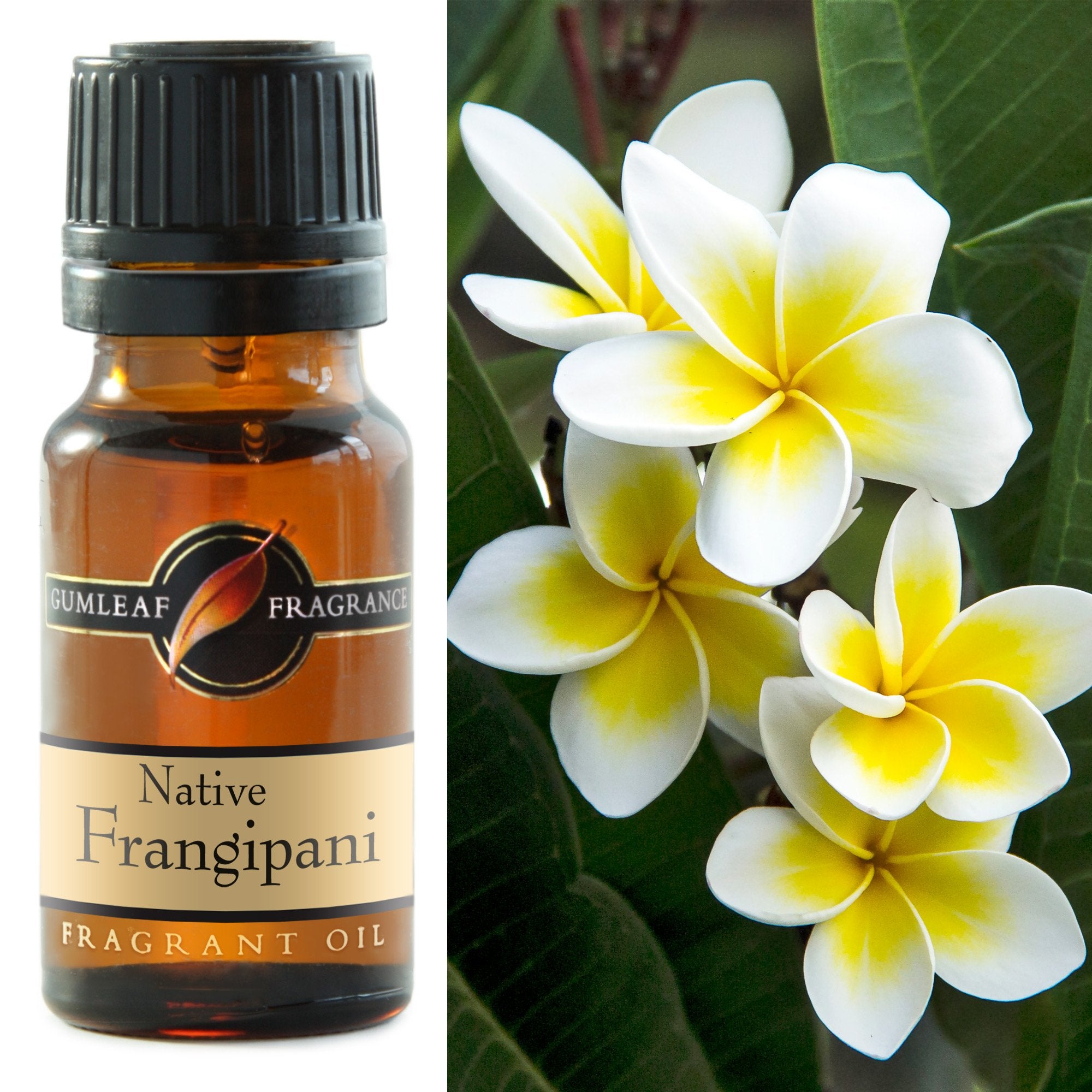 Premium Native Frangipani Fragrance Oil – Gumleaf 10 ml