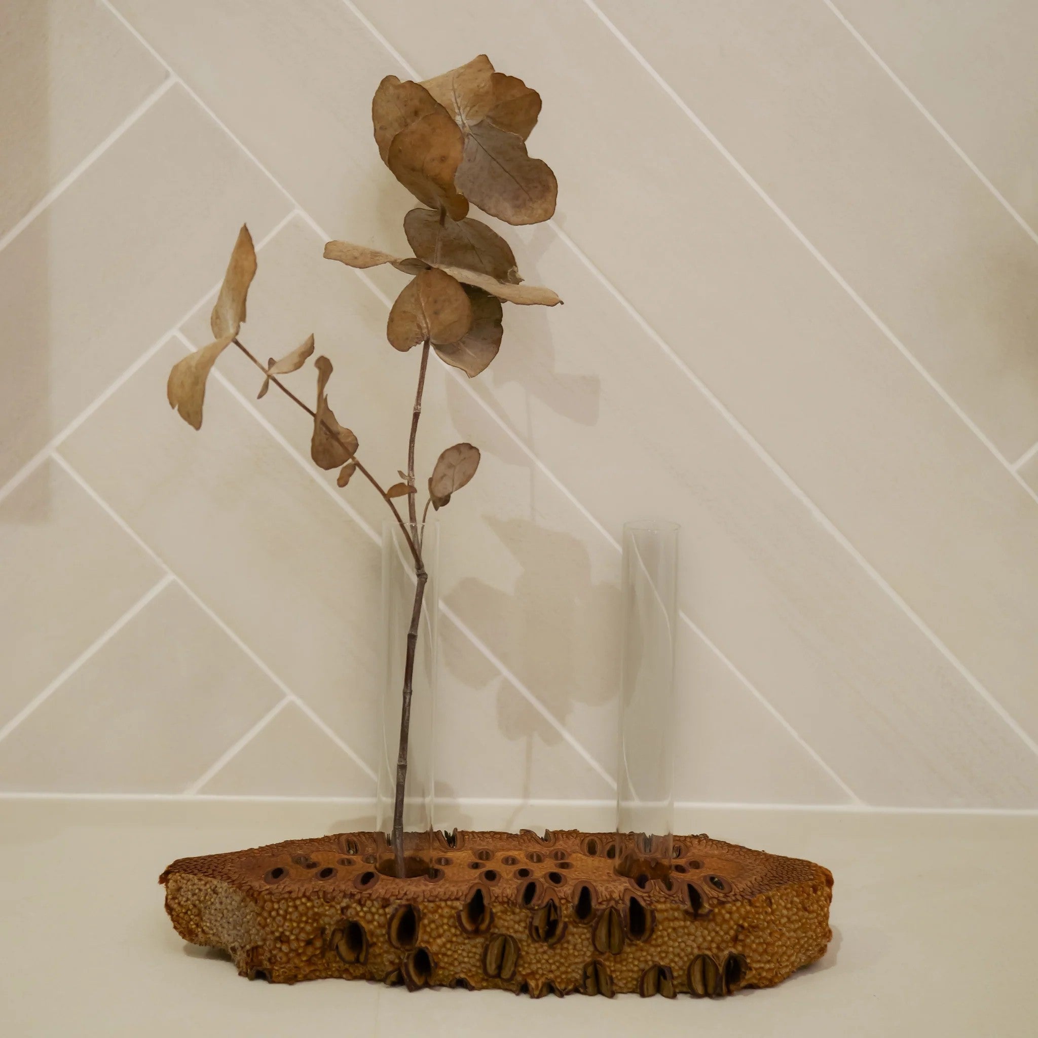 Banksia Double Test-Tube Vase – Banksia grandis Seed Pod (2-Tube Display)
